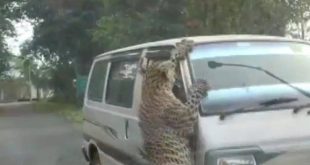 Hindistan'da leopar saldırısı:13 yaralı