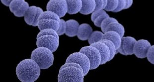 İngiltere’de altı çocuğun ölümüne neden olan S﻿trep A bakterisi nedir, hangi hastalıklara yol açar?