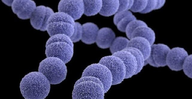 İngiltere’de altı çocuğun ölümüne neden olan S﻿trep A bakterisi nedir, hangi hastalıklara yol açar?