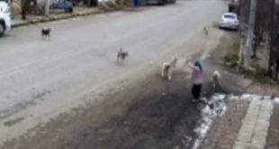 Konya'da bir kadın sokak köpeklerin saldırısından son anda kurtuldu!
