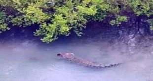 Nehirden aniden çıkan timsah küçük çocuğu kaptı