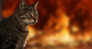 Sokak kedisini fırında yakan sanığa tahliye