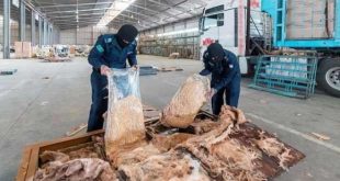 Suudi Arabistan'da 2,4 milyon captagon hapı ele geçirildi