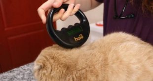 6 milyon evcil hayvandan sadece yüzde 25'i çiplendi! Sokağa terketmeler başlayacak