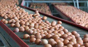 ABD'de yumurta krizi: Fiyatlar tavan yaptı