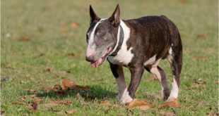 Annesine ait köpeğin saldırısına uğrayan bebek kolundan ve bacağından oldu!