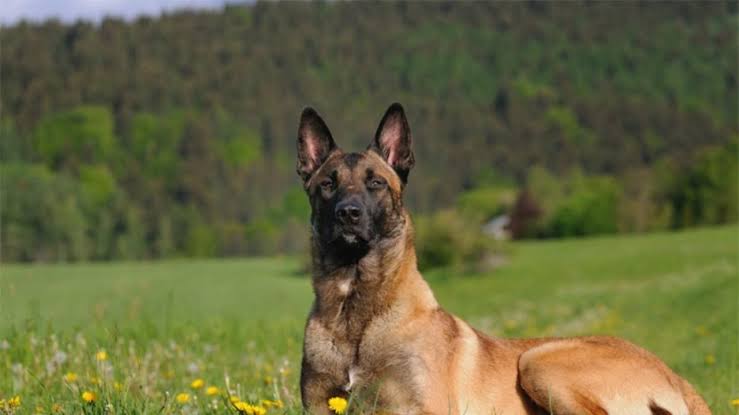 Bolu’da kız öğrenci sahipsiz köpeklerin saldırısına uğradı