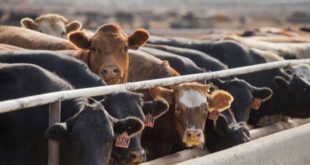 Canlı hayvan ithalatı yeniden başlıyor!