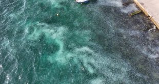 Deniz anaları İstanbul Boğazı'nı istila etti