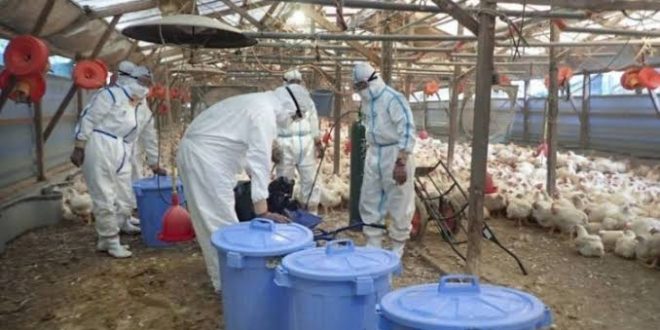 Japonya'da 10 milyona yakın tavuk itlaf edildi