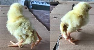 Kahramanmaraş'ta yumurtadan çıkan civciv görenleri şaşkına çevirdi!