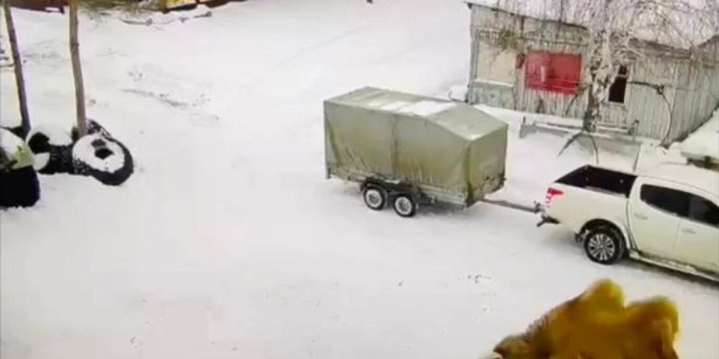 Rusya’da deve bakıcısını ezerek öldürdü!