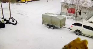 Rusya'da deve bakıcısını ezerek öldürdü!