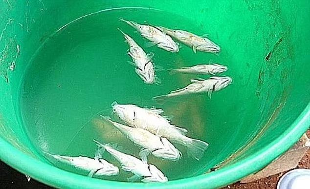 Avustralya'da fırtına sonrası gökten balık yağdı