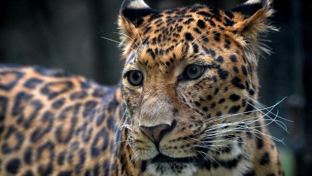 Pakistan’da şehre inen leopar korku dolu anlar yaşattı