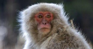 20 maymunun saldırısına uğrayan yaşlı kadın hayatını kaybetti!