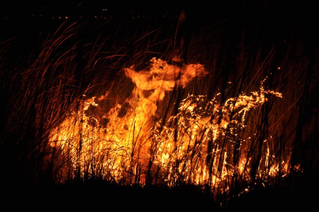Göksu Deltası'nda yangın!