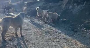 Ankara'da başıboş köpek saldırısı!