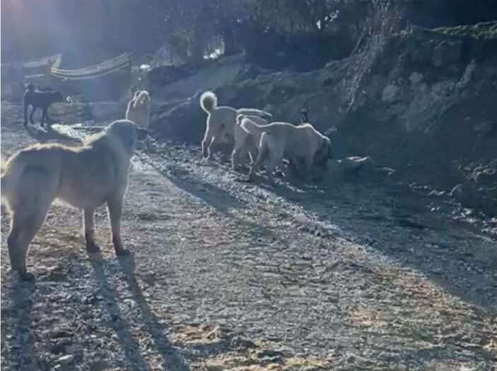 Ankara’da başıboş köpek saldırısı!