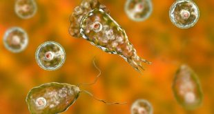 Burnuna musluk suyu çekti! 'Beyin yiyen amip'ten öldü