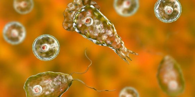 Burnuna musluk suyu çekti! 'Beyin yiyen amip'ten öldü