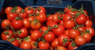 Fiyat artışını engellemek için domates ihracatı kısıtlandı