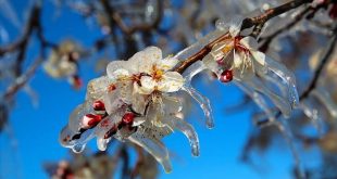 Meteorolojiden Samsun için zirai don uyarısı