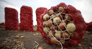 Rekora koşan kuru soğan fiyatlarının nisanda düşmesi bekleniyor!