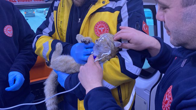 Yangında mahsur kalan kediyi oksijenle hayatta tuttular Yangında mahsur kalan kediyi oksijenle hayatta tuttular
