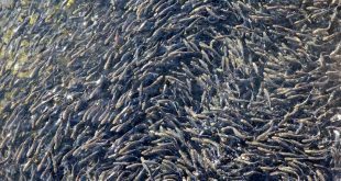 100 milyon yavru balık kaynaklara bırakılacak