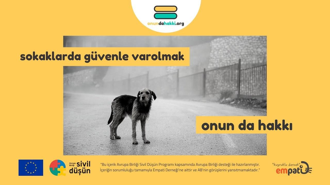 Türkiye'de dernekleri fonlayan Avrupa, sokak hayvanlarını itlaf ediyor!