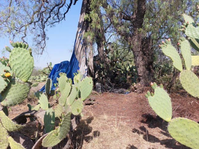 Meksika'da sıcak hava balonu alev aldı Meksika'da sıcak hava balonu alev aldı