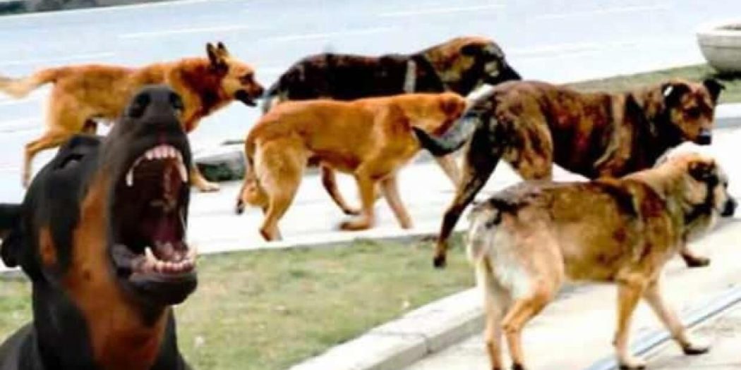 Türkiye’de dernekleri fonlayan Avrupa, sokak hayvanlarını itlaf ediyor!