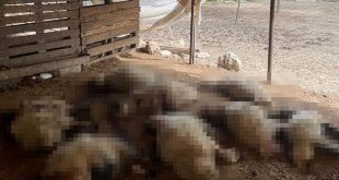 Başıboş köpekler 19 kuzuyu öldürdü