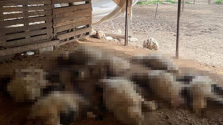 Başıboş köpekler 19 kuzuyu öldürdü