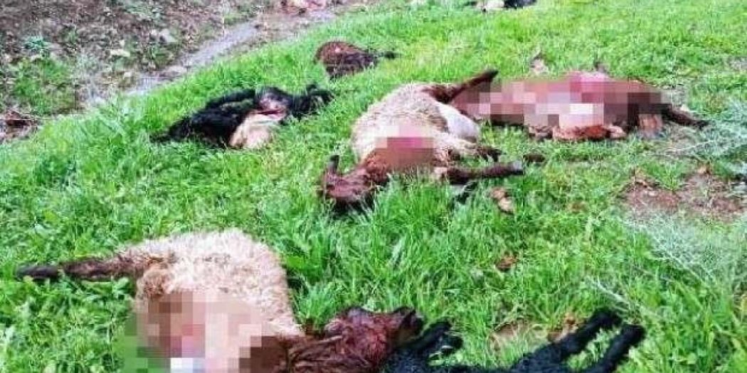 Şırnak’ta kurtlar 30 koyunu telef etti