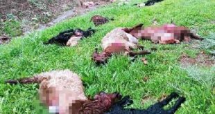 Şırnak'ta kurtlar 30 koyunu telef etti