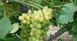 Yılın ilk üzüm hasadı yapıldı! Fiyatı dudak uçuklatıyor