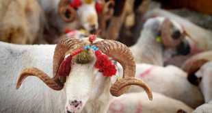 2023 yılı vekaletle kurban bedelleri açıklandı