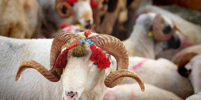 2023 yılı vekaletle kurban bedelleri açıklandı