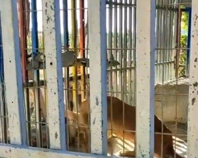 Hayvanat bahçesinde dehşet! 6 yaşındaki çocuk aslan tarafından öldürüldü