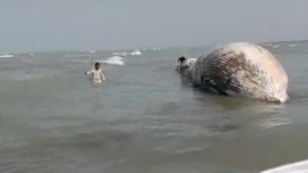 pakistan sahillerinde dev boyutta bir olu balina kiyiya vurdu 01