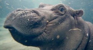 Su aygırı tekneye saldırdı! 1 çocuk hayatını kaybetti