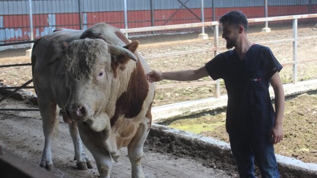 1,4 tonluk kurbanlık boğa ikinci el otomobil fiyatına