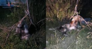 Ankara'da çok sayıda köpek asılmış halde bulundu!