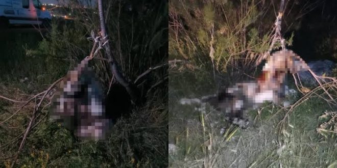 Ankara'da çok sayıda köpek asılmış halde bulundu!