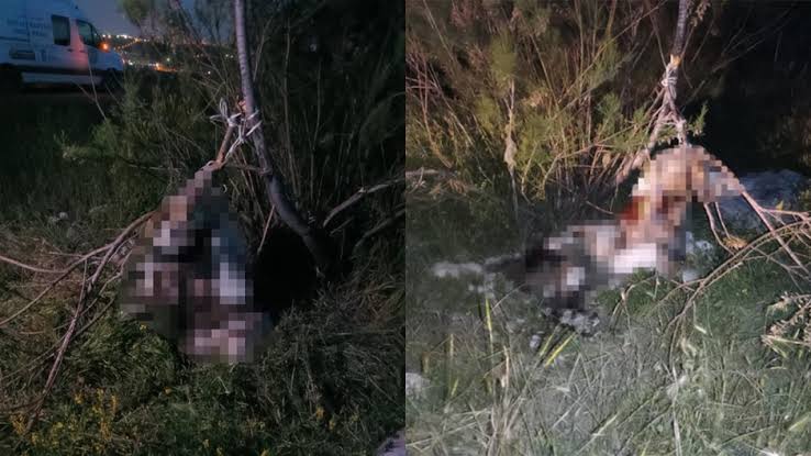 Ankara’da çok sayıda köpek asılmış halde bulundu!