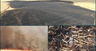 Arabadan atılan sigara izmariti 700 dönüm buğday tarlasını küle çevirdi!