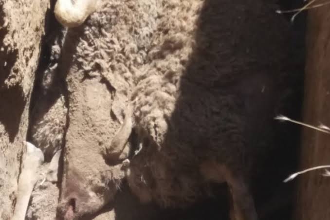 Bayram öncesi besiciye şok! Ağıla dalan kurt onlarca koyunu telef etti