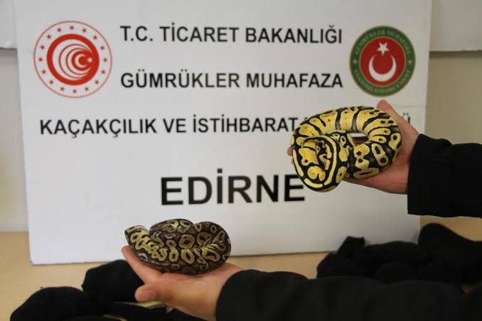 Kapıkule’de 32 yavru piton ele geçirildi